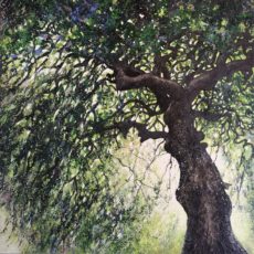 Fau de Verzy 120 x120 cm- Compiègne