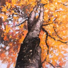 Hêtres enlacés près chêne St Jean 116 x 81 cm