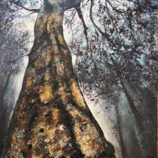 L&rsquo;un des quatre pins greffés à Compiègne 130 x 81 cm