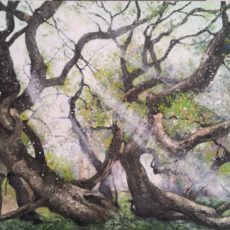 Sophora De Montry ( 77 )