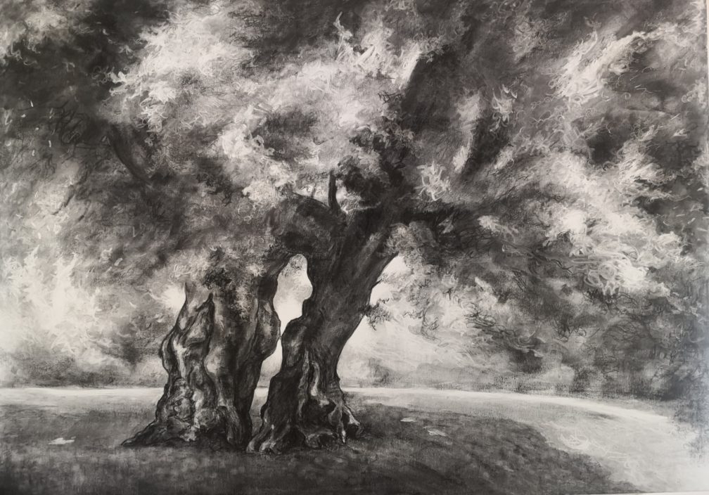 Fusain sur toile représentant un arbre remarquable- le tilleuls aux épousailles- grand format