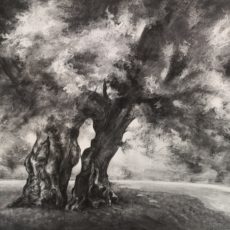 LE  TILLEUL AUX EPOUSAILLES  162 x 114 cm