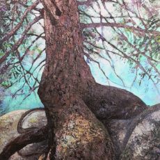 AMAZONE 162 x 97 cm