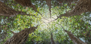 Tableau intitulé green qui représente une œuvre de Joss Blanchard avec une vue du sol vers le ciel ou on voit une forêt d'arbres dont les feuilles bien vertes recouvrent comme un tapis protecteur.