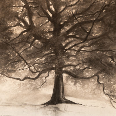 Fusain " Le sage" arbre bienveillant aux branches accueillantes et généreuses Joss Blanchard