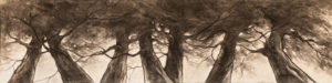 Fusain " Famille" groupe d'arbres en mouvement- Joss Blanchard