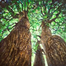 ELAN VITAL II  – 80 x 80  cm